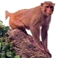 Rhesus Macaque
