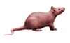 Rat