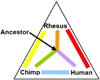 Genomic Triangulation