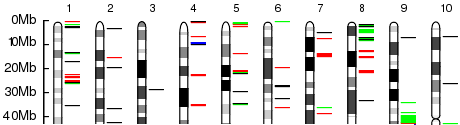 Slice of a Genome View