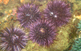 Public Urchin Data