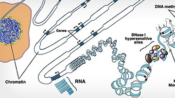 epigenomics research